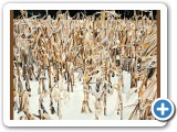 WinterCorn