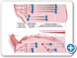 PostnatalOOgenesis(rev-3)