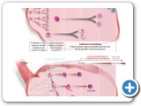 PostnatalOOgenesis