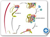 Transcription_Cycle